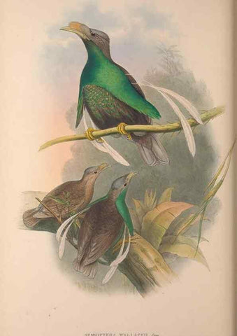 Reproducción/Reproduction 37012126405: The birds of Australia, supplement /. London :Printed by Taylor and Francis ... published by the author ...,[1851]-1869.