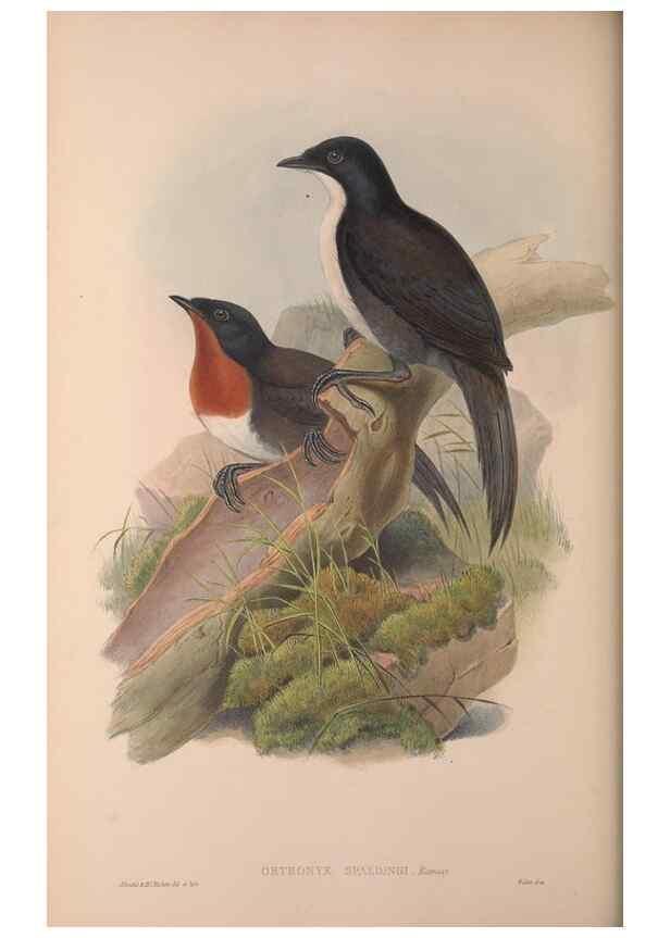 Reproducción/Reproduction 37012128435: The birds of Australia, supplement /. London :Printed by Taylor and Francis ... published by the author ...,[1851]-1869.