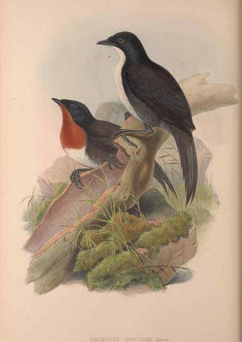 Reproducción/Reproduction 37012128435: The birds of Australia, supplement /. London :Printed by Taylor and Francis ... published by the author ...,[1851]-1869.