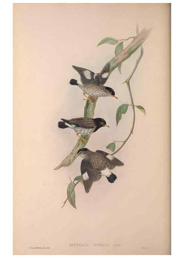 Reproducción/Reproduction 37012130415: The birds of Australia, supplement /. London :Printed by Taylor and Francis ... published by the author ...,[1851]-1869.