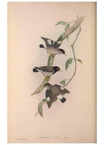 Reproducción/Reproduction 37012130415: The birds of Australia, supplement /. London :Printed by Taylor and Francis ... published by the author ...,[1851]-1869.