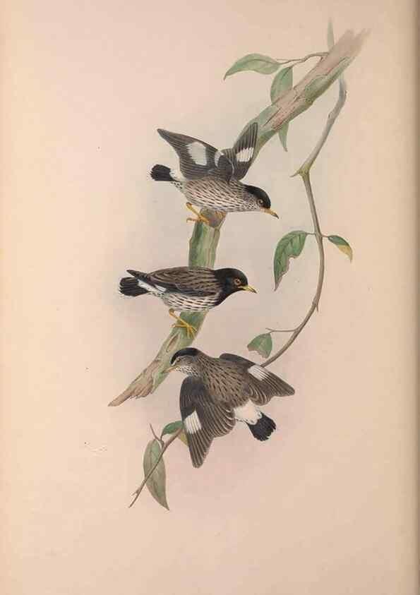 Reproducción/Reproduction 37012130415: The birds of Australia, supplement /. London :Printed by Taylor and Francis ... published by the author ...,[1851]-1869.