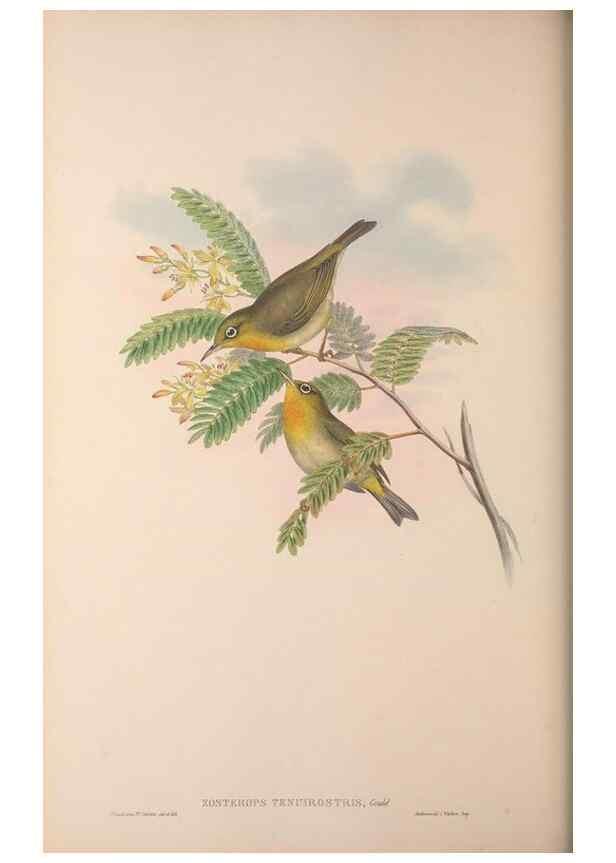 Reproducción/Reproduction 36176268084: The birds of Australia, supplement /. London :Printed by Taylor and Francis ... published by the author ...,[1851]-1869.