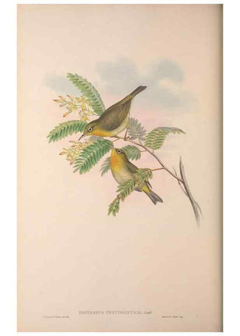 Reproducción/Reproduction 36176268084: The birds of Australia, supplement /. London :Printed by Taylor and Francis ... published by the author ...,[1851]-1869.