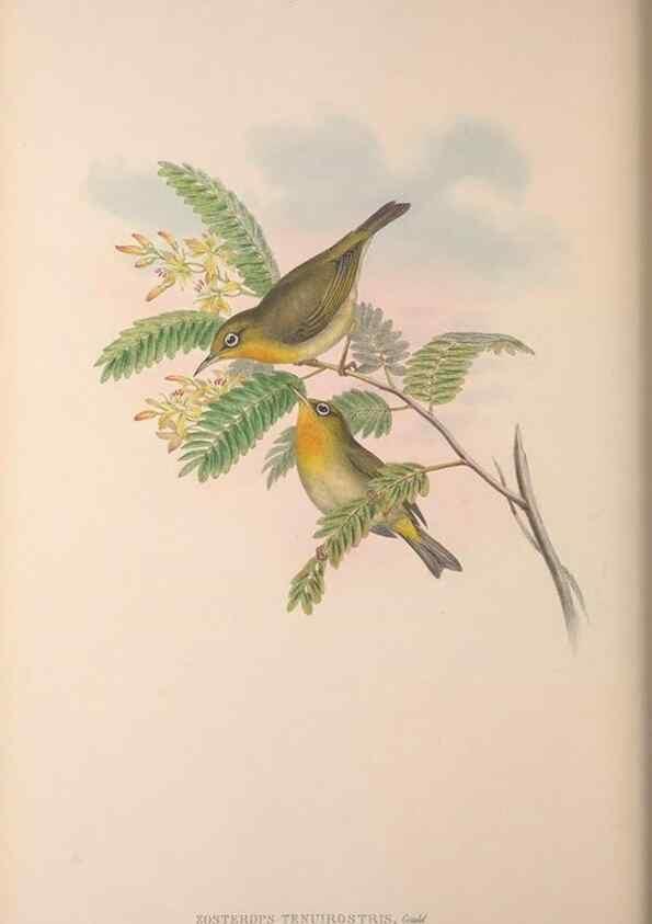 Reproducción/Reproduction 36176268084: The birds of Australia, supplement /. London :Printed by Taylor and Francis ... published by the author ...,[1851]-1869.
