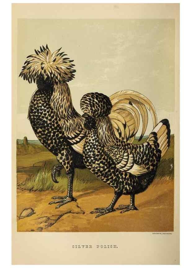 Reproducción/Reproduction 36919044422: The poultry book :. London ;G. Routledge,1867.