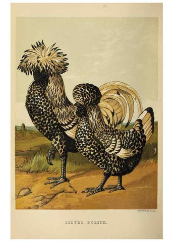 Reproducción/Reproduction 36919044422: The poultry book :. London ;G. Routledge,1867.