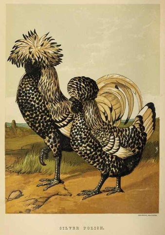 Reproducción/Reproduction 36919044422: The poultry book :. London ;G. Routledge,1867.