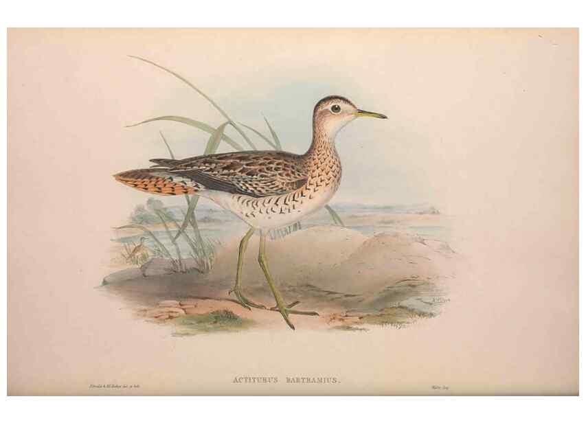 Reproducción/Reproduction 36871305701: The birds of Australia, supplement /. London :Printed by Taylor and Francis ... published by the author ...,[1851]-1869.