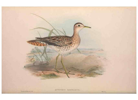 Reproducción/Reproduction 36871305701: The birds of Australia, supplement /. London :Printed by Taylor and Francis ... published by the author ...,[1851]-1869.
