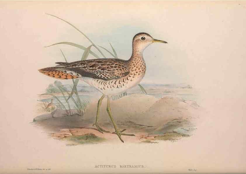Reproducción/Reproduction 36871305701: The birds of Australia, supplement /. London :Printed by Taylor and Francis ... published by the author ...,[1851]-1869.