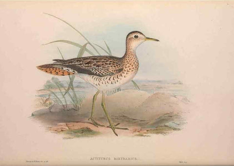 Reproducción/Reproduction 36871305701: The birds of Australia, supplement /. London :Printed by Taylor and Francis ... published by the author ...,[1851]-1869.