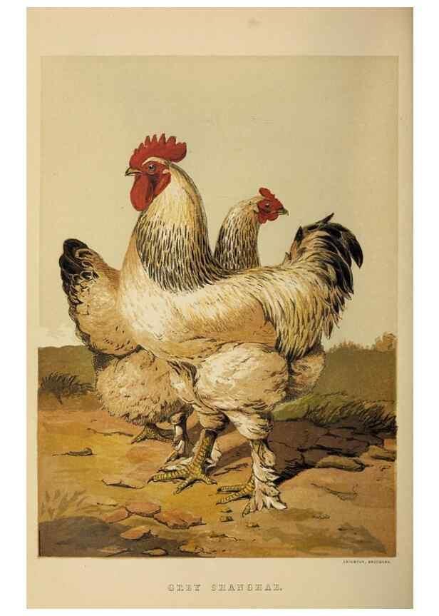 Reproducción/Reproduction 37089425285: The poultry book :. London ;G. Routledge,1867.
