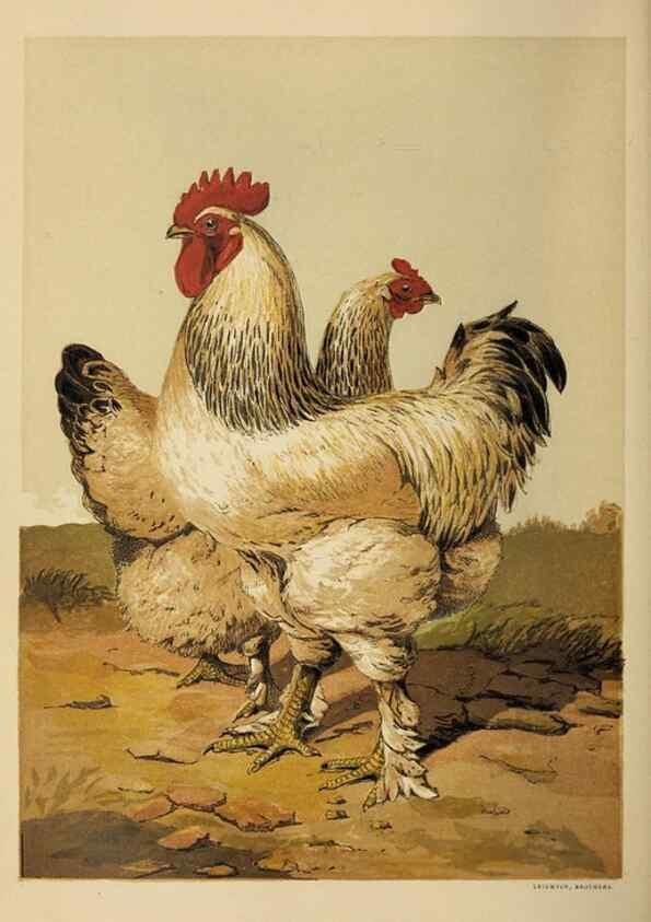 Reproducción/Reproduction 37089425285: The poultry book :. London ;G. Routledge,1867.