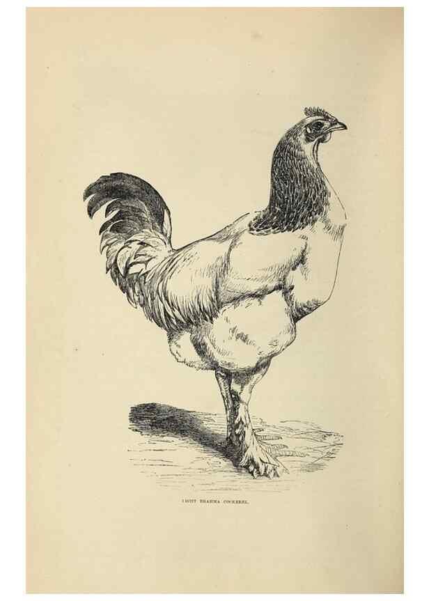 Reproducción/Reproduction 36276150763: The poultry book :. London ;G. Routledge,1867.