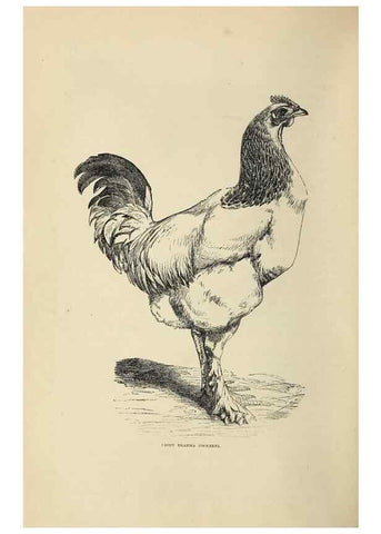 Reproducción/Reproduction 36276150763: The poultry book :. London ;G. Routledge,1867.