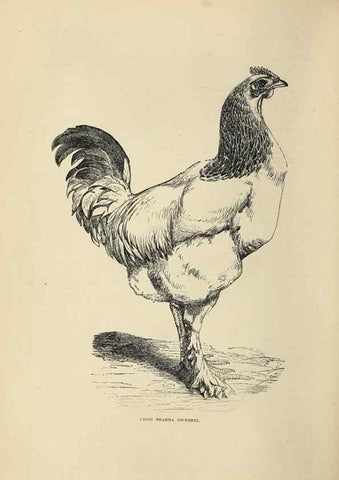 Reproducción/Reproduction 36276150763: The poultry book :. London ;G. Routledge,1867.
