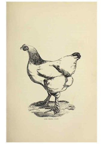 Reproducción/Reproduction 36276155283: The poultry book :. London ;G. Routledge,1867.