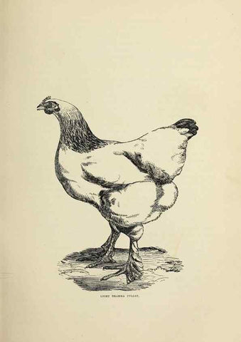 Reproducción/Reproduction 36276155283: The poultry book :. London ;G. Routledge,1867.