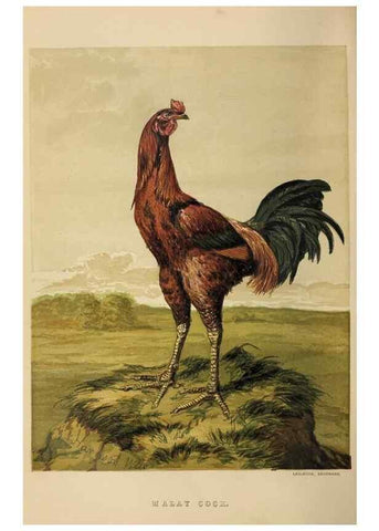 Reproducción/Reproduction 36276159043: The poultry book :. London ;G. Routledge,1867.