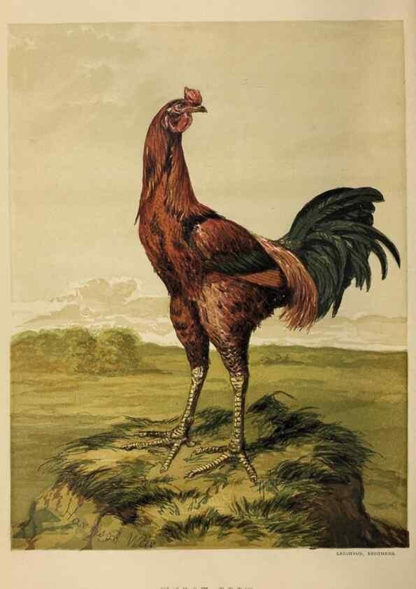 Reproducción/Reproduction 36276159043: The poultry book :. London ;G. Routledge,1867.