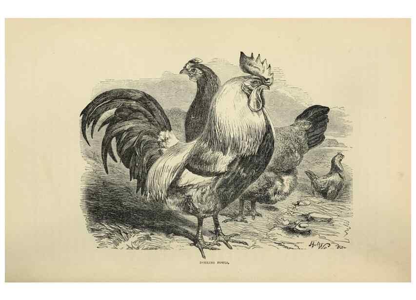 Reproducción/Reproduction 37089441265: The poultry book :. London ;G. Routledge,1867.