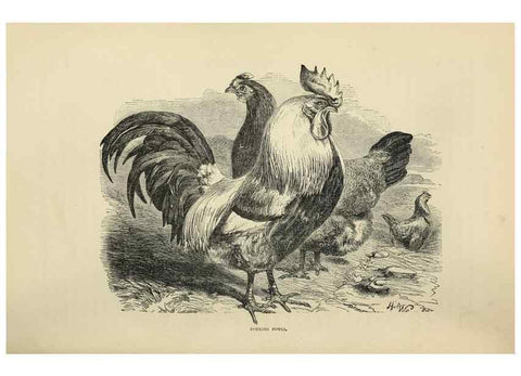Reproducción/Reproduction 37089441265: The poultry book :. London ;G. Routledge,1867.