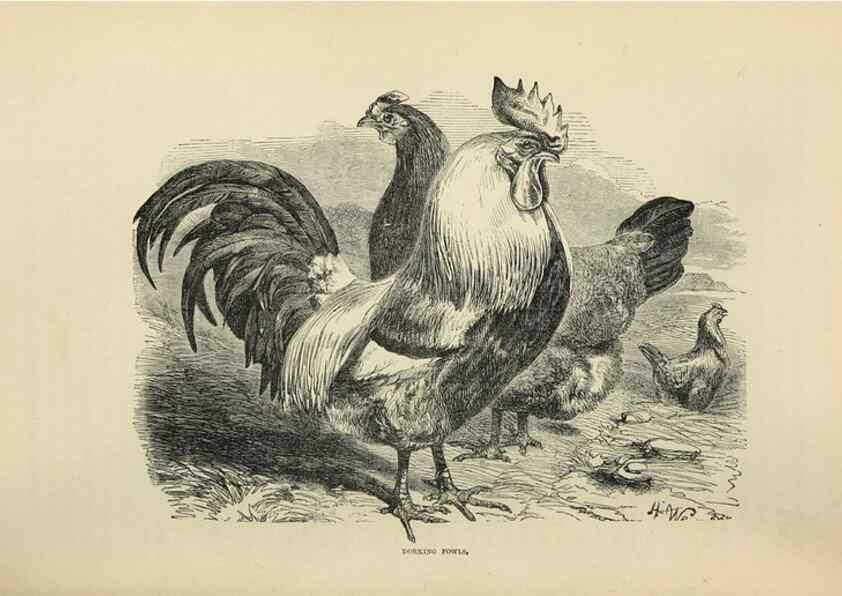 Reproducción/Reproduction 37089441265: The poultry book :. London ;G. Routledge,1867.