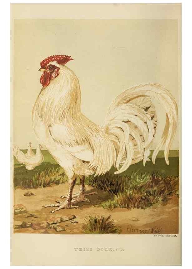 Reproducción/Reproduction 36276165223: The poultry book :. London ;G. Routledge,1867.