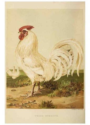Reproducción/Reproduction 36276165223: The poultry book :. London ;G. Routledge,1867.