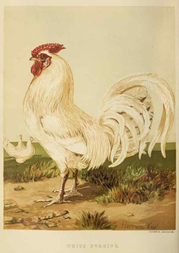 Reproducción/Reproduction 36276165223: The poultry book :. London ;G. Routledge,1867.