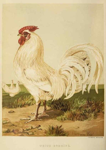 Reproducción/Reproduction 36276165223: The poultry book :. London ;G. Routledge,1867.