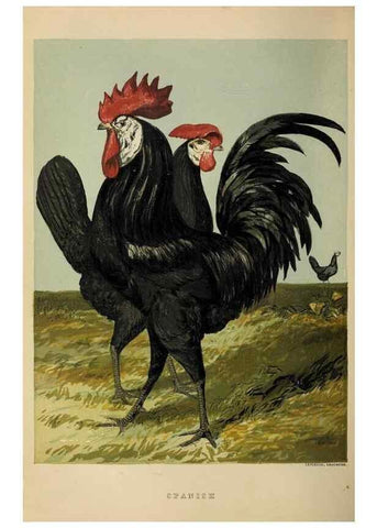 Reproducción/Reproduction 37089446895: The poultry book :. London ;G. Routledge,1867.