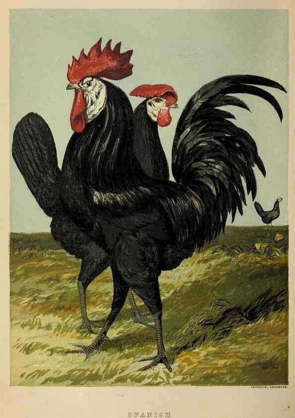 Reproducción/Reproduction 37089446895: The poultry book :. London ;G. Routledge,1867.