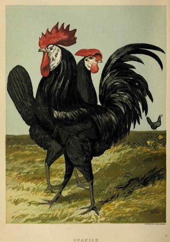 Reproducción/Reproduction 37089446895: The poultry book :. London ;G. Routledge,1867.