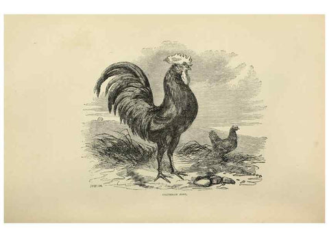 Reproducción/Reproduction 37089449385: The poultry book :. London ;G. Routledge,1867.