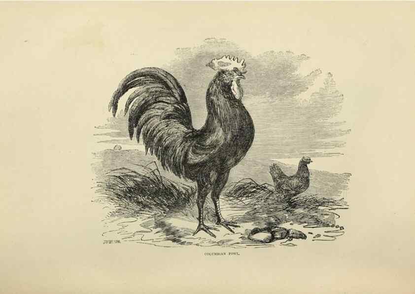 Reproducción/Reproduction 37089449385: The poultry book :. London ;G. Routledge,1867.