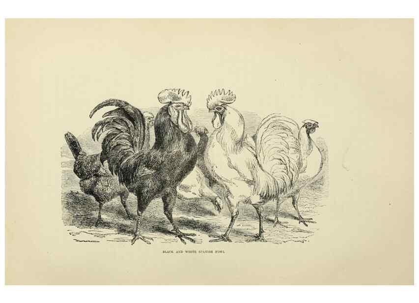 Reproducción/Reproduction 37089451615: The poultry book :. London ;G. Routledge,1867.