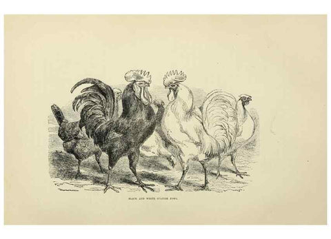 Reproducción/Reproduction 37089451615: The poultry book :. London ;G. Routledge,1867.