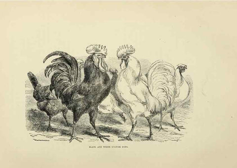 Reproducción/Reproduction 37089451615: The poultry book :. London ;G. Routledge,1867.