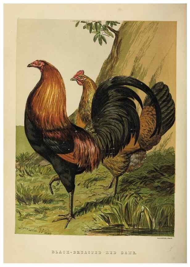 Reproducción/Reproduction 36947935411: The poultry book :. London ;G. Routledge,1867.
