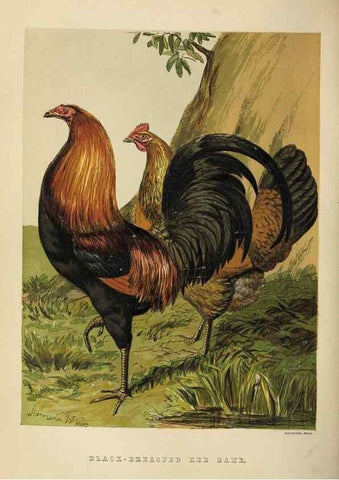 Reproducción/Reproduction 36947935411: The poultry book :. London ;G. Routledge,1867.