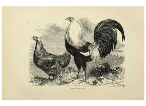 Reproducción/Reproduction 36276179503: The poultry book :. London ;G. Routledge,1867.