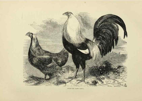 Reproducción/Reproduction 36276179503: The poultry book :. London ;G. Routledge,1867.