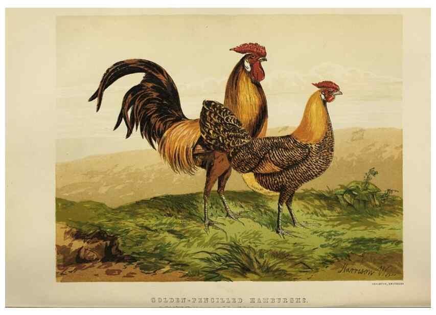 Reproducción/Reproduction 36947939081: The poultry book :. London ;G. Routledge,1867.