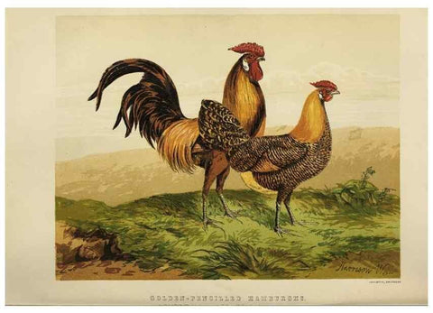 Reproducción/Reproduction 36947939081: The poultry book :. London ;G. Routledge,1867.