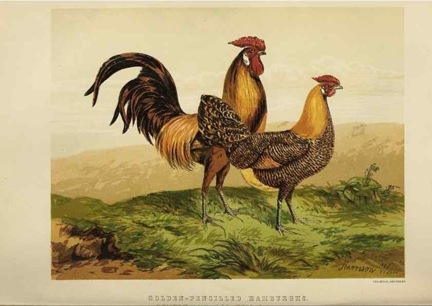 Reproducción/Reproduction 36947939081: The poultry book :. London ;G. Routledge,1867.