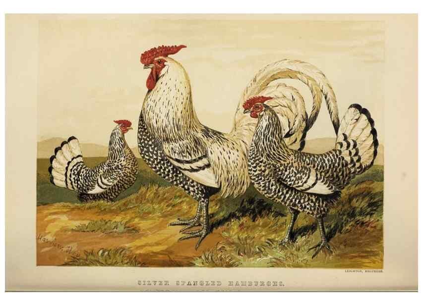 Reproducción/Reproduction 36276188043: The poultry book :. London ;G. Routledge,1867.