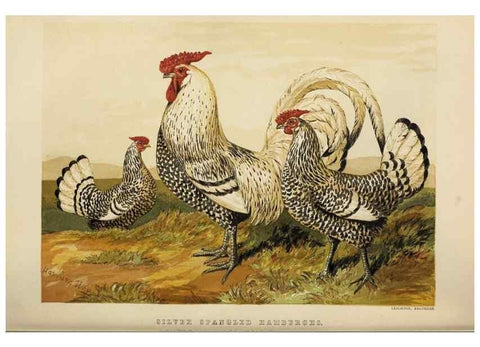 Reproducción/Reproduction 36276188043: The poultry book :. London ;G. Routledge,1867.