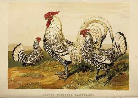 Reproducción/Reproduction 36276188043: The poultry book :. London ;G. Routledge,1867.